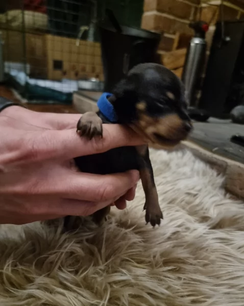 Pinchers cuccioli maschio e femmina per adozione regalo | Foto 5