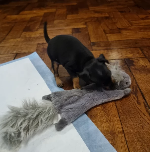 Pinchers cuccioli maschio e femmina per adozione regalo | Foto 4