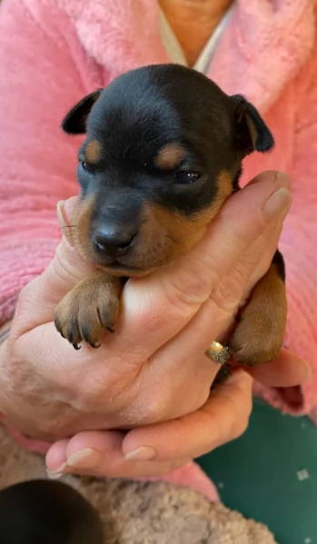 Pinchers cuccioli maschio e femmina per adozione regalo