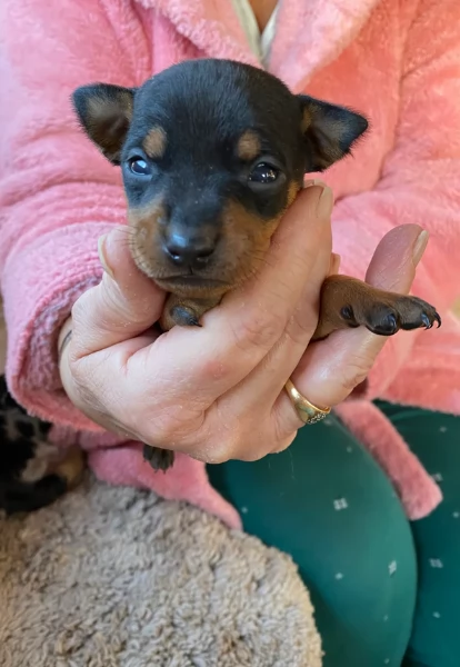 Pinchers cuccioli maschio e femmina per adozione regalo | Foto 3