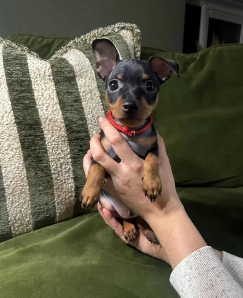 Pinchers cuccioli maschio e femmina per adozione regalo | Foto 2