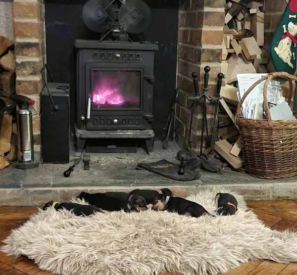 Pinchers cuccioli maschio e femmina per adozione regalo | Foto 3