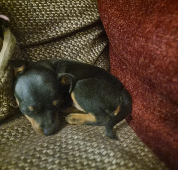 Pinchers cuccioli maschio e femmina per adozione regalo | Foto 1