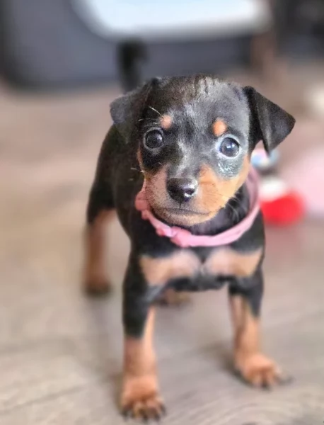 Pinchers cuccioli maschio e femmina per adozione regalo | Foto 4