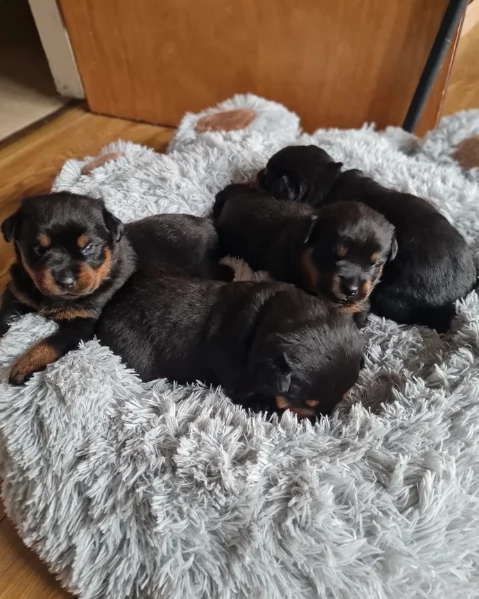 regalo cuccioli di razza pura rottweiler | Foto 3