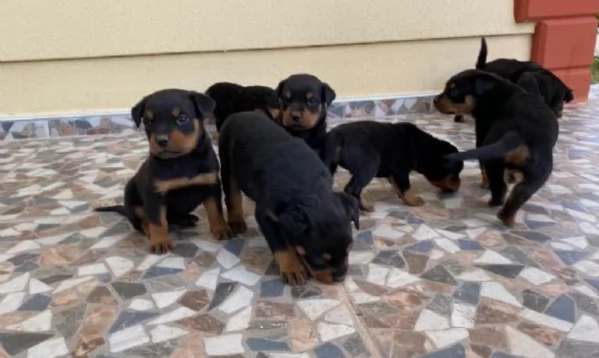 regalo cuccioli di razza pura rottweiler | Foto 2