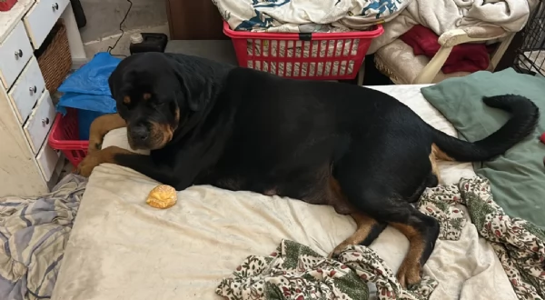 regalo cuccioli di razza pura rottweiler
