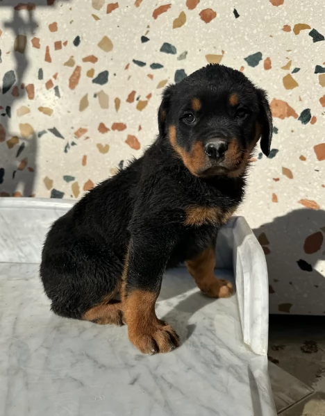 regalo cuccioli di razza pura rottweiler | Foto 6