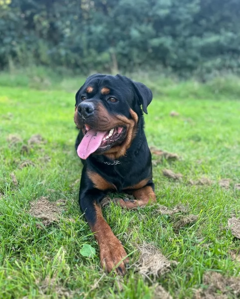 regalo cuccioli di razza pura rottweiler
