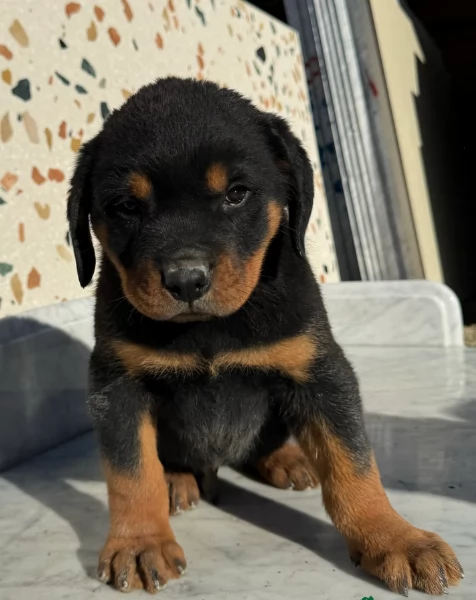regalo cuccioli di razza pura rottweiler | Foto 1