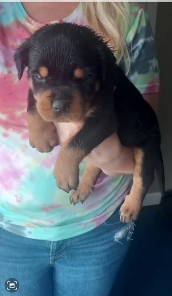 regalo cuccioli di razza pura rottweiler | Foto 3