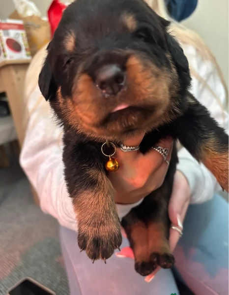 regalo cuccioli di razza pura rottweiler | Foto 4