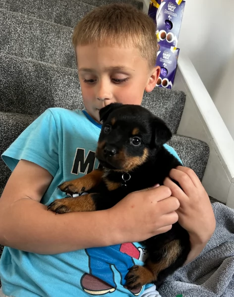 regalo cuccioli di razza pura rottweiler | Foto 0