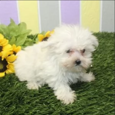 Disponibili splendidi cuccioli di Maltese pronti per ladozione | Foto 2