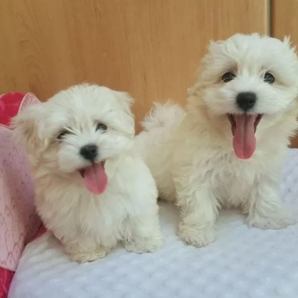 Disponibili splendidi cuccioli di Maltese pronti per ladozione | Foto 1