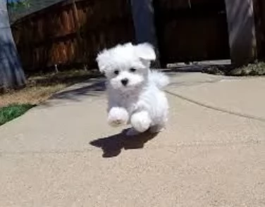 Disponibili splendidi cuccioli di Maltese pronti per ladozione | Foto 0