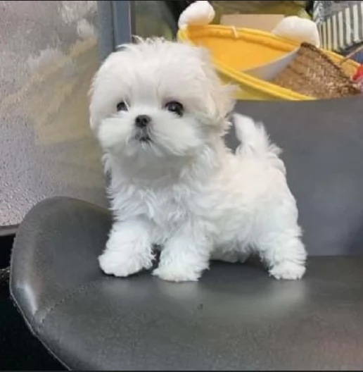 Disponibili splendidi cuccioli di Maltese pronti per ladozione | Foto 2