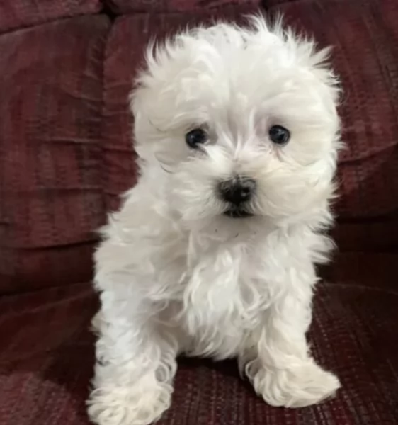 Disponibili splendidi cuccioli di Maltese pronti per ladozione | Foto 0