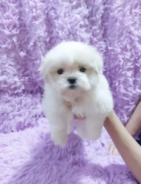 Disponibili splendidi cuccioli di Maltese pronti per ladozione