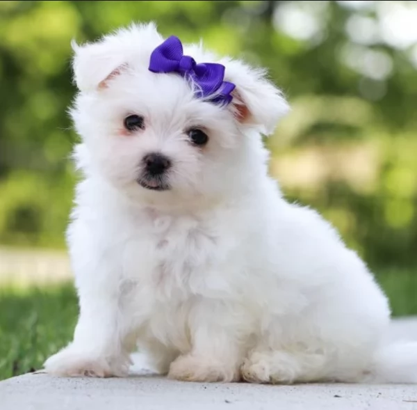 Disponibili splendidi cuccioli di Maltese pronti per ladozione | Foto 6