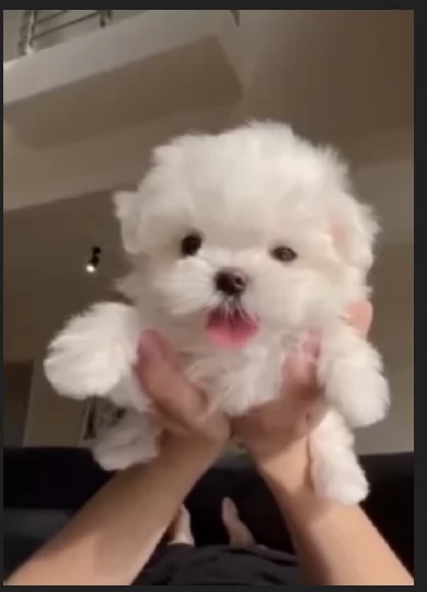 Disponibili splendidi cuccioli di Maltese pronti per ladozione | Foto 3