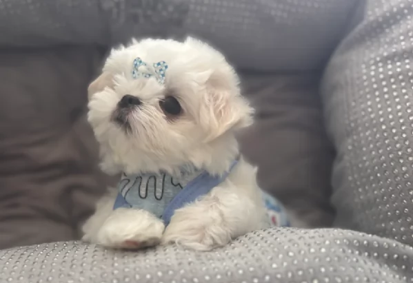 Disponibili splendidi cuccioli di Maltese pronti per ladozione