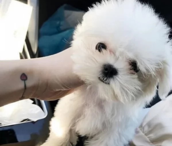 Disponibili splendidi cuccioli di Maltese pronti per ladozione | Foto 5