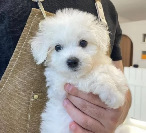Disponibili splendidi cuccioli di Maltese pronti per ladozione | Foto 1