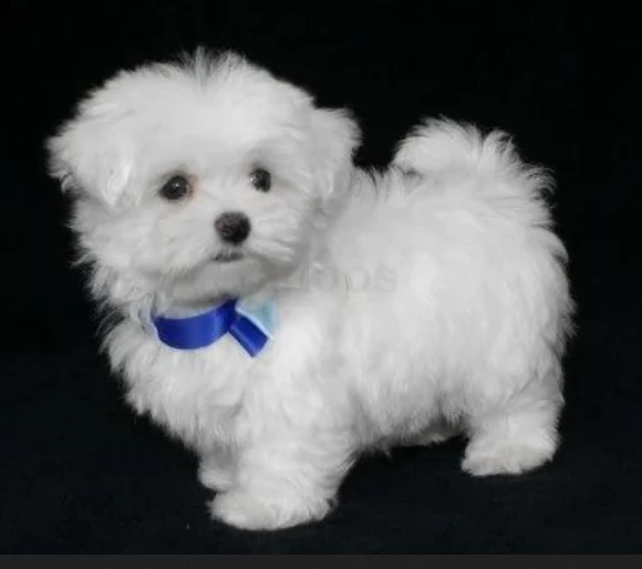 Disponibili splendidi cuccioli di Maltese pronti per ladozione | Foto 5