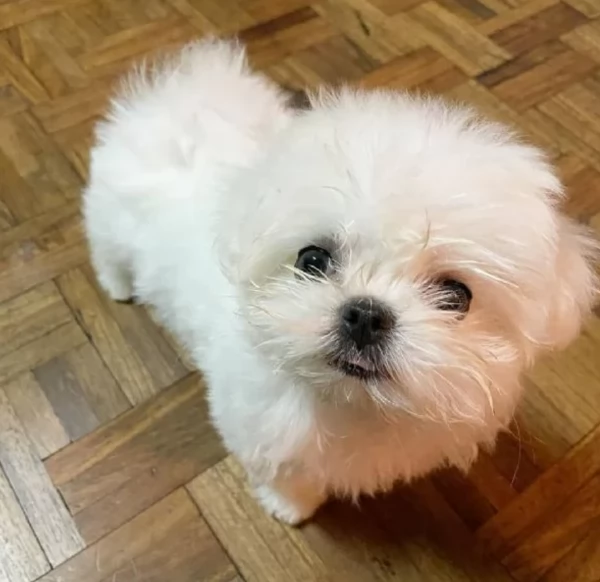 Disponibili splendidi cuccioli di Maltese pronti per ladozione | Foto 1