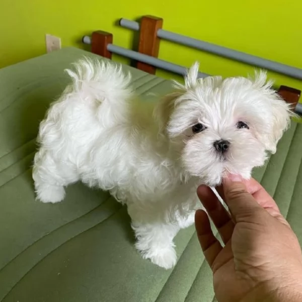 Disponibili splendidi cuccioli di Maltese pronti per ladozione | Foto 0