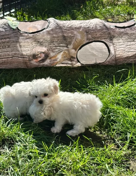 Disponibili splendidi cuccioli di Maltese pronti per ladozione