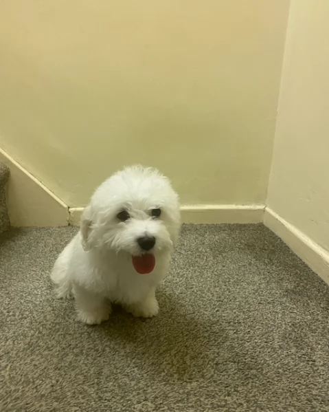 Disponibili splendidi cuccioli di Maltese pronti per ladozione | Foto 5