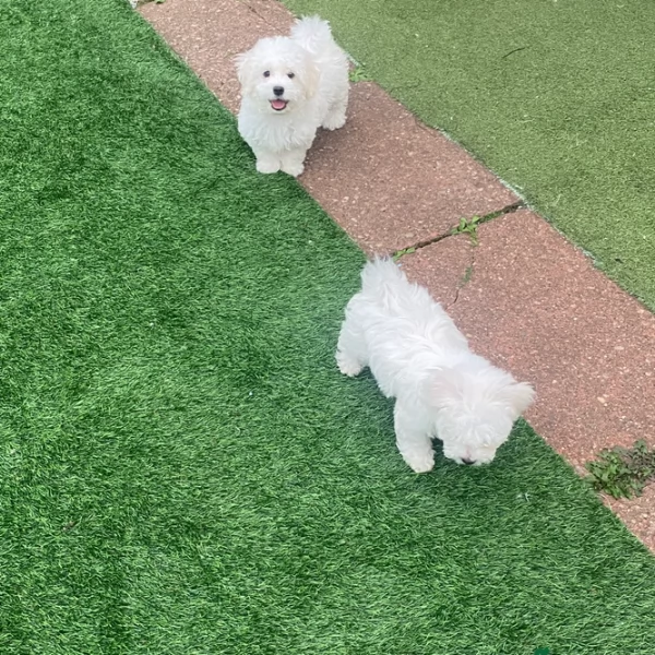 Disponibili splendidi cuccioli di Maltese pronti per ladozione | Foto 2