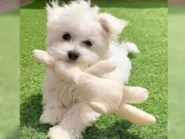 Disponibili splendidi cuccioli di Maltese pronti per ladozione | Foto 4