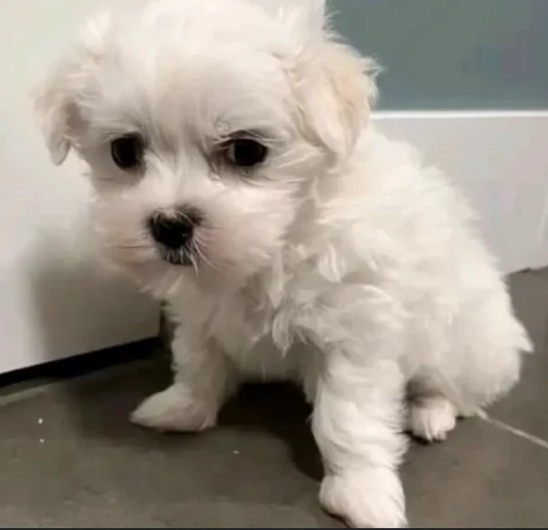 Disponibili splendidi cuccioli di Maltese pronti per ladozione | Foto 3