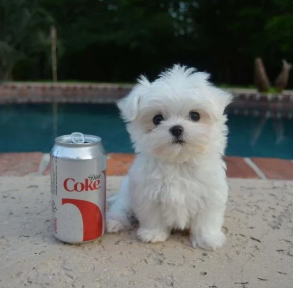 Disponibili splendidi cuccioli di Maltese pronti per ladozione