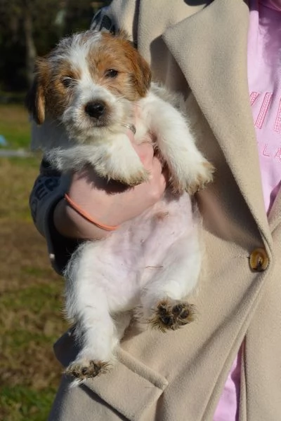 Cucciolo di jack russell terrier a pelo duro con pedigree | Foto 3