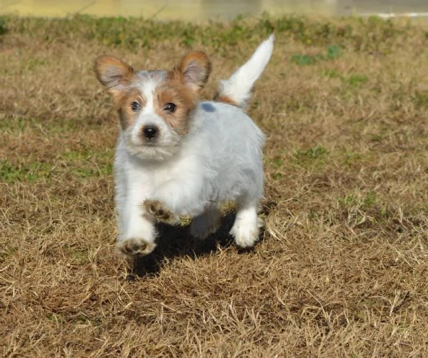 Cucciolo di jack russell terrier a pelo duro con pedigree | Foto 2