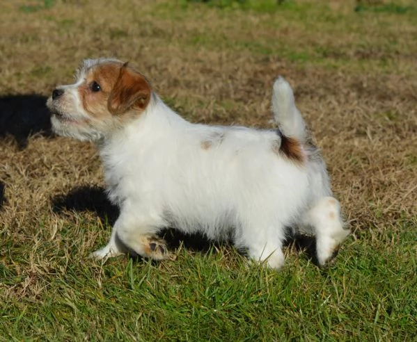 Cucciolo di jack russell terrier a pelo duro con pedigree | Foto 0