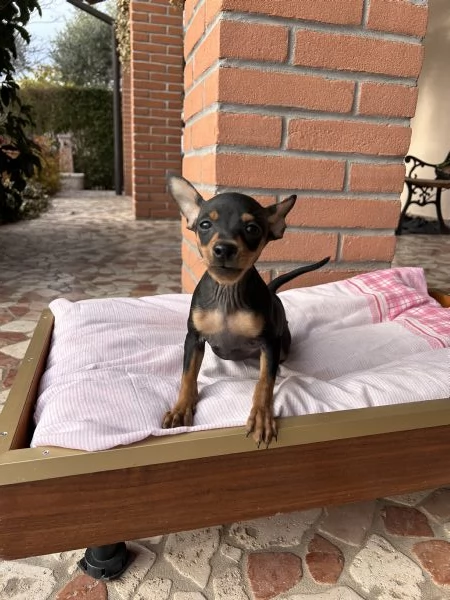 Cucciolo di Pinscher Nano | Foto 3