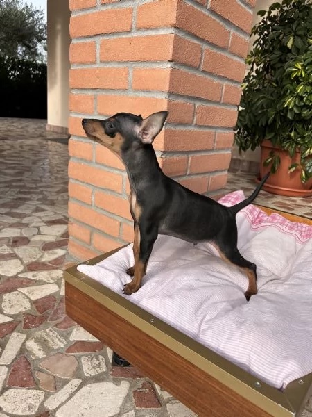 Cucciolo di Pinscher Nano | Foto 2