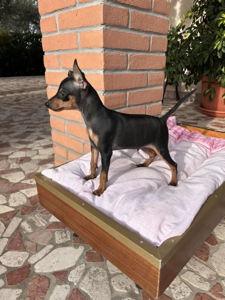 Cucciolo di Pinscher Nano | Foto 0