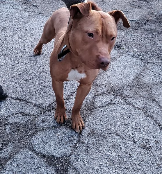 Regalo cucciolo di cane 