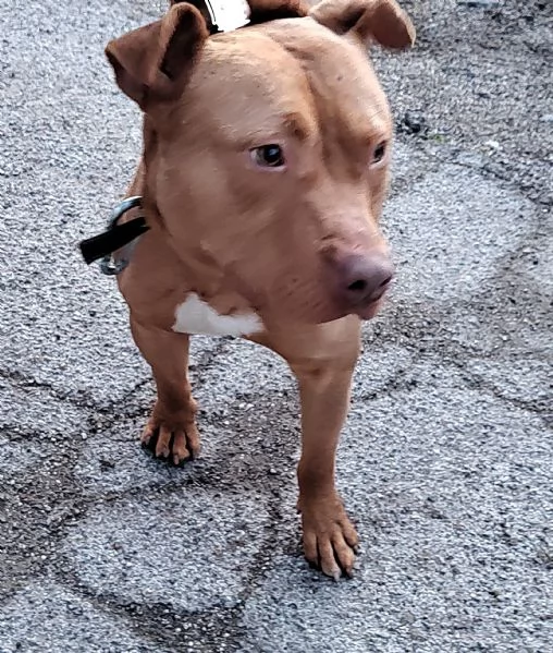 Regalo cucciolo di cane  | Foto 0