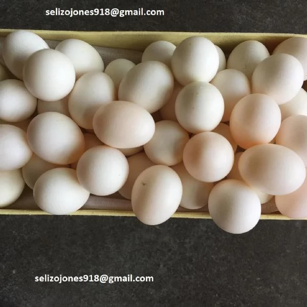 Offriamo varie razze di pappagalli e uova fertili | Foto 0