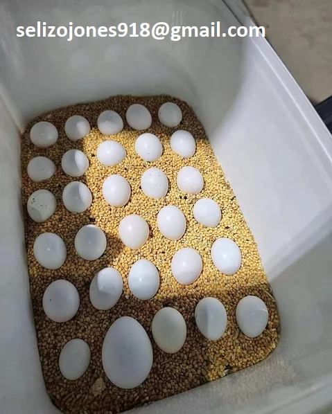 Offriamo varie razze di pappagalli e uova fertili