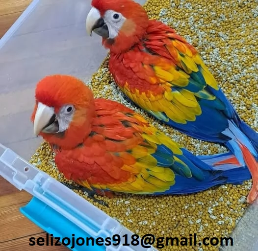 Offriamo varie razze di pappagalli e uova fertili