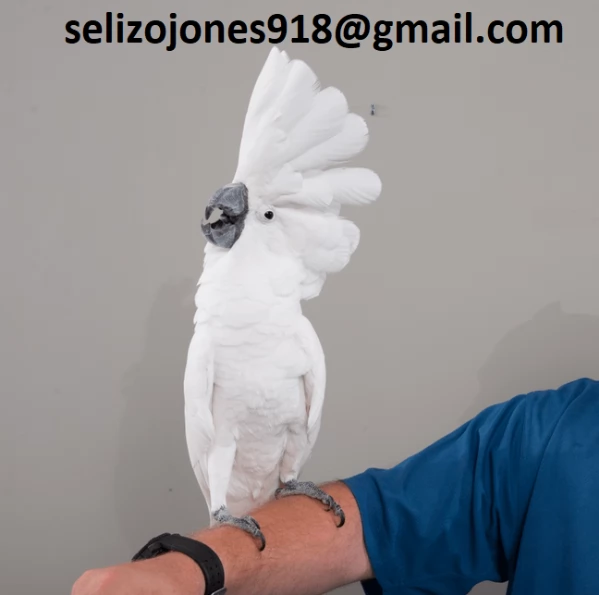 Offriamo varie razze di pappagalli e uova fertili | Foto 0