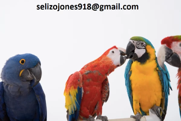 Offriamo varie razze di pappagalli e uova fertili